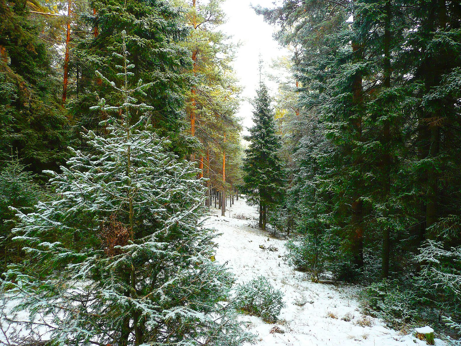 Фото лесов Белорецка