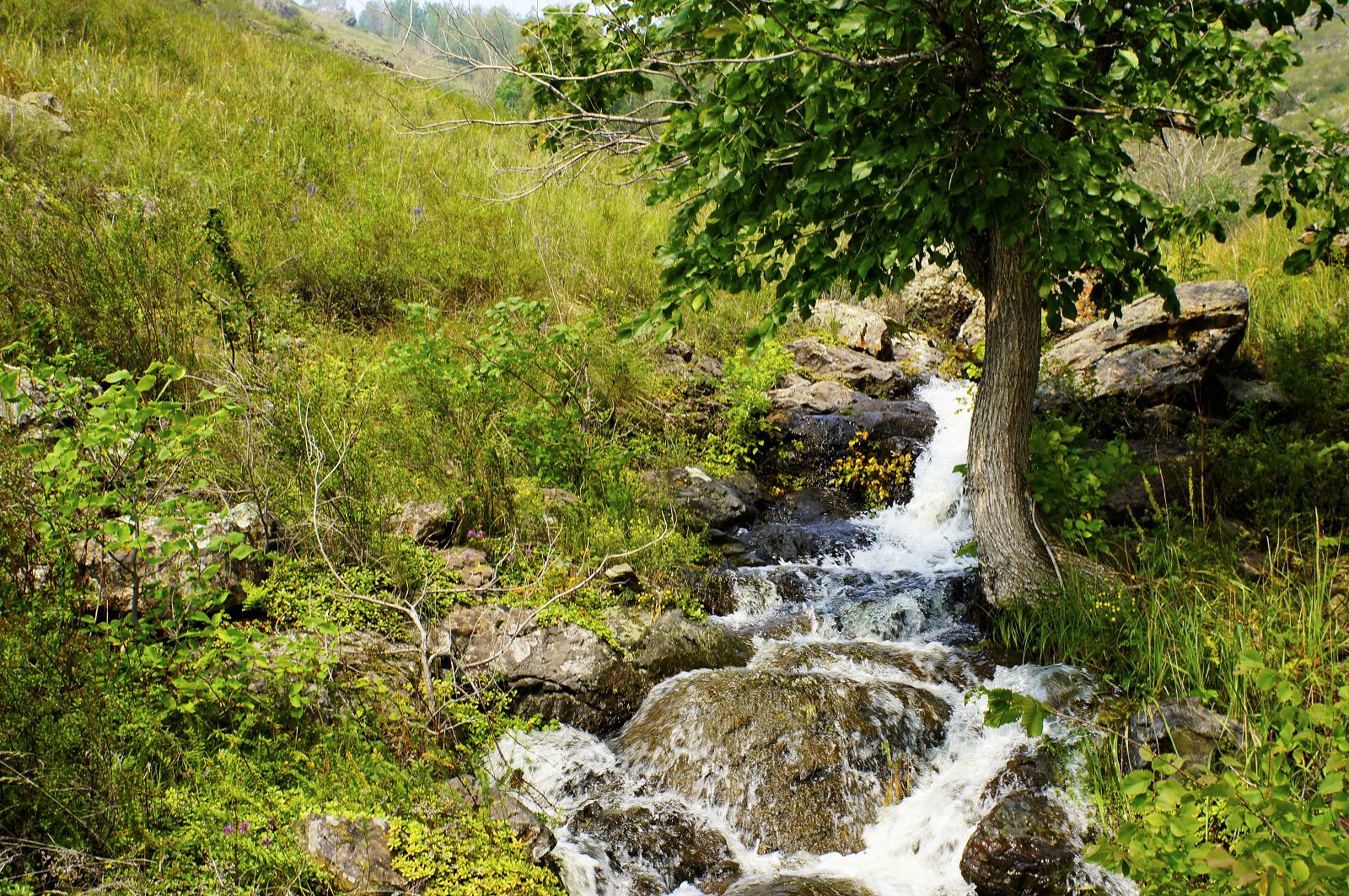 Белорецк вода. Башкирия ручей. Горный ручей бежит. Белорецк ручей течет в гору. Фото Белорецк лес вода.