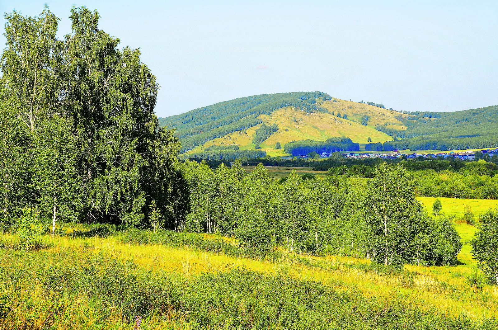 Природа Учалинского района Башкирии травы